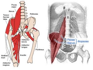 Verouderd hersenen Prominent Heupflexor scheur (Letsel van de heup buigende spieren, Heupflexor letsel,  iliopsoas verrekking, iliopsoas inscheuring, iliopsoas scheur, heupflexor  ruptuur) ⋆ Schrijver Orthopedie B.V.